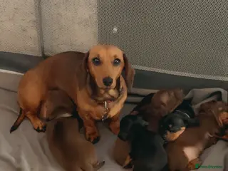 Miniature Dachshund dogs Smooth haired mini dachshunds - Advert 2