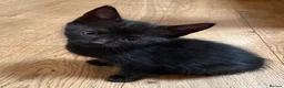 Mixed Breed cats for sale: Kittens  - Advert 2