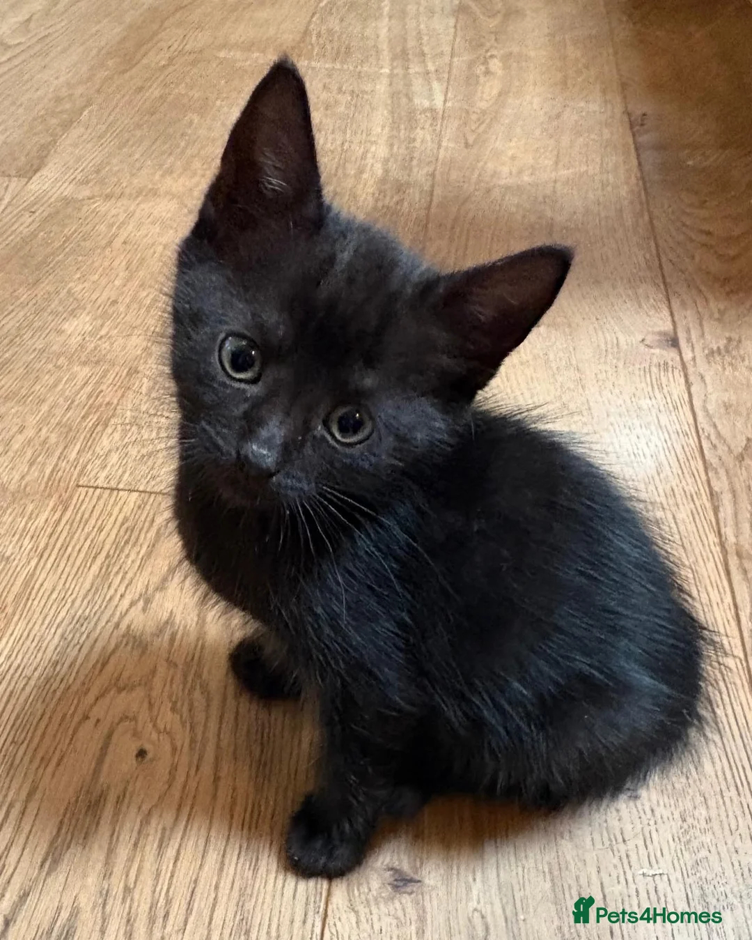 Mixed Breed cats for sale: Kittens  - Advert 2