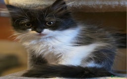 Persian cats for sale: Persian  - Image 14