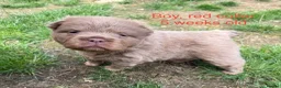 Mixed Breed dogs for sale: French chow puppies  - Advert 4
