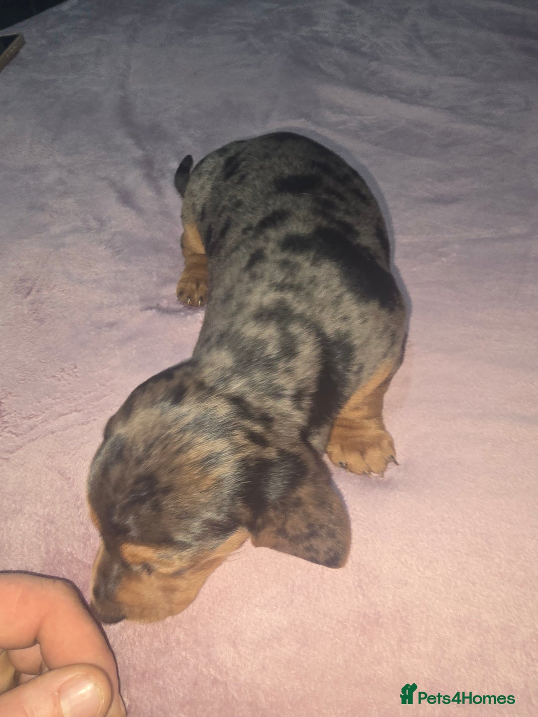 Miniature Dachshund dogs for sale: True to type kc dad home raised both parents here - Advert 12
