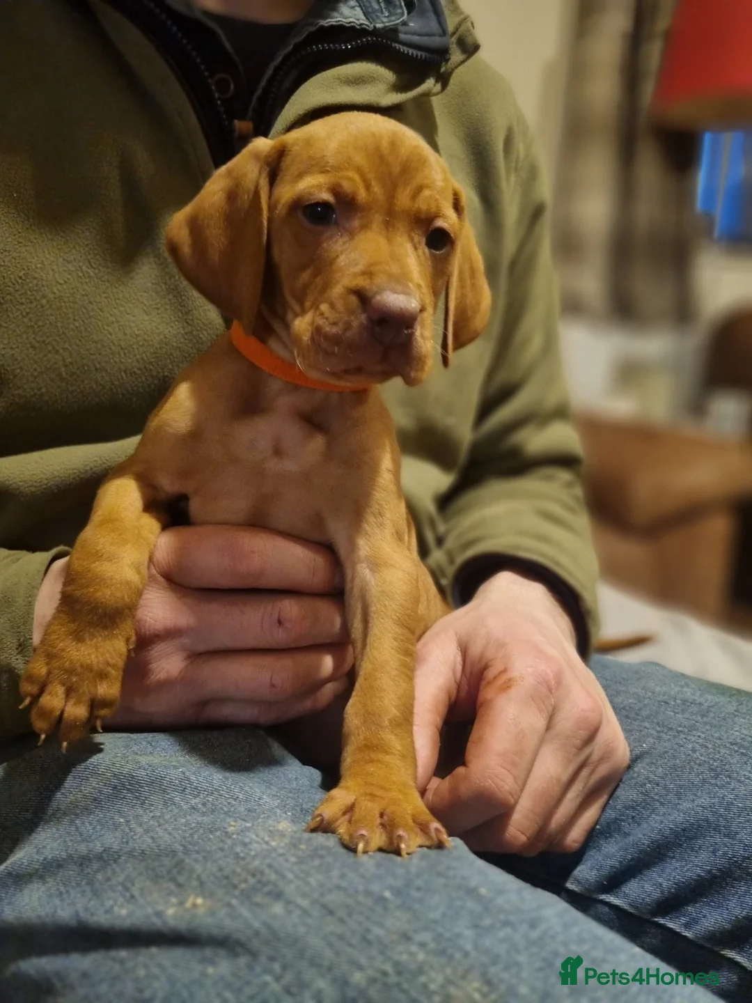 Hungarian Vizsla dogs for sale: Hungarian vizsla pups - Advert 9