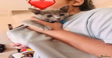 Russian Blue cats - Advert 1