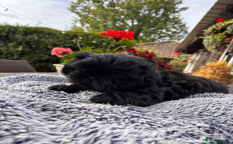 Shih Tzu dogs - Advert 1