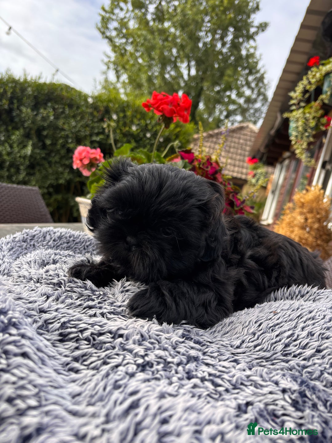 Shih Tzu dogs for sale: Stunning shih tzu babies - Image 1