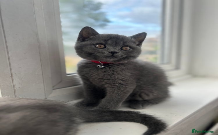 British Shorthair cats - Advert 16