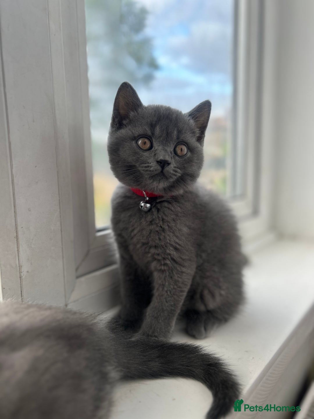 British Shorthair cats for sale: 🏆GCCF & TICA Pedigree Kitten, DELIVERY AVAILABLE! - Image 1