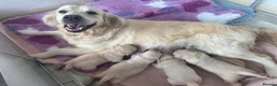 Golden Retriever dogs for sale: KC Registered Golden Retriever Puppies  - Advert 1