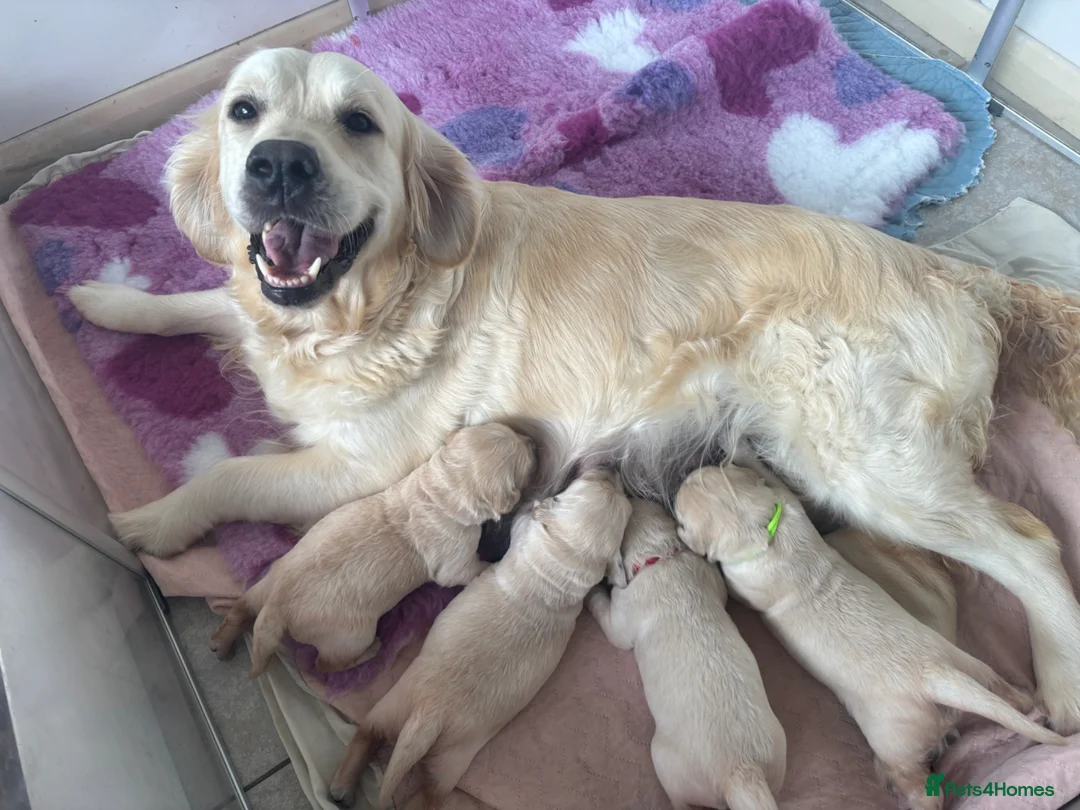 Golden Retriever dogs for sale: KC Registered Golden Retriever Puppies  - Advert 1