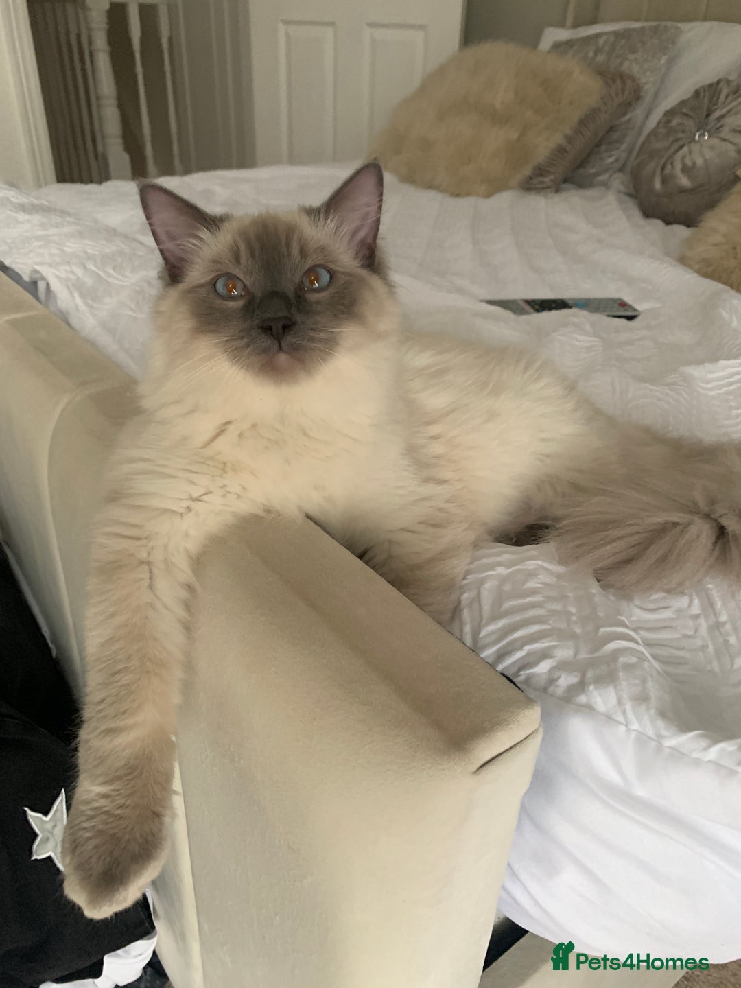 Ragdoll cats for sale: Beautiful ragdoll boys - Image 2