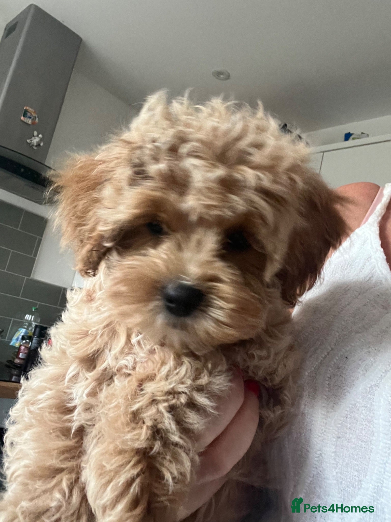 Maltipoo dogs Adorable Malshipoo puppies  - Advert 2
