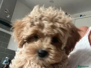 Maltipoo dogs Adorable Malshipoo puppies - Advert 2