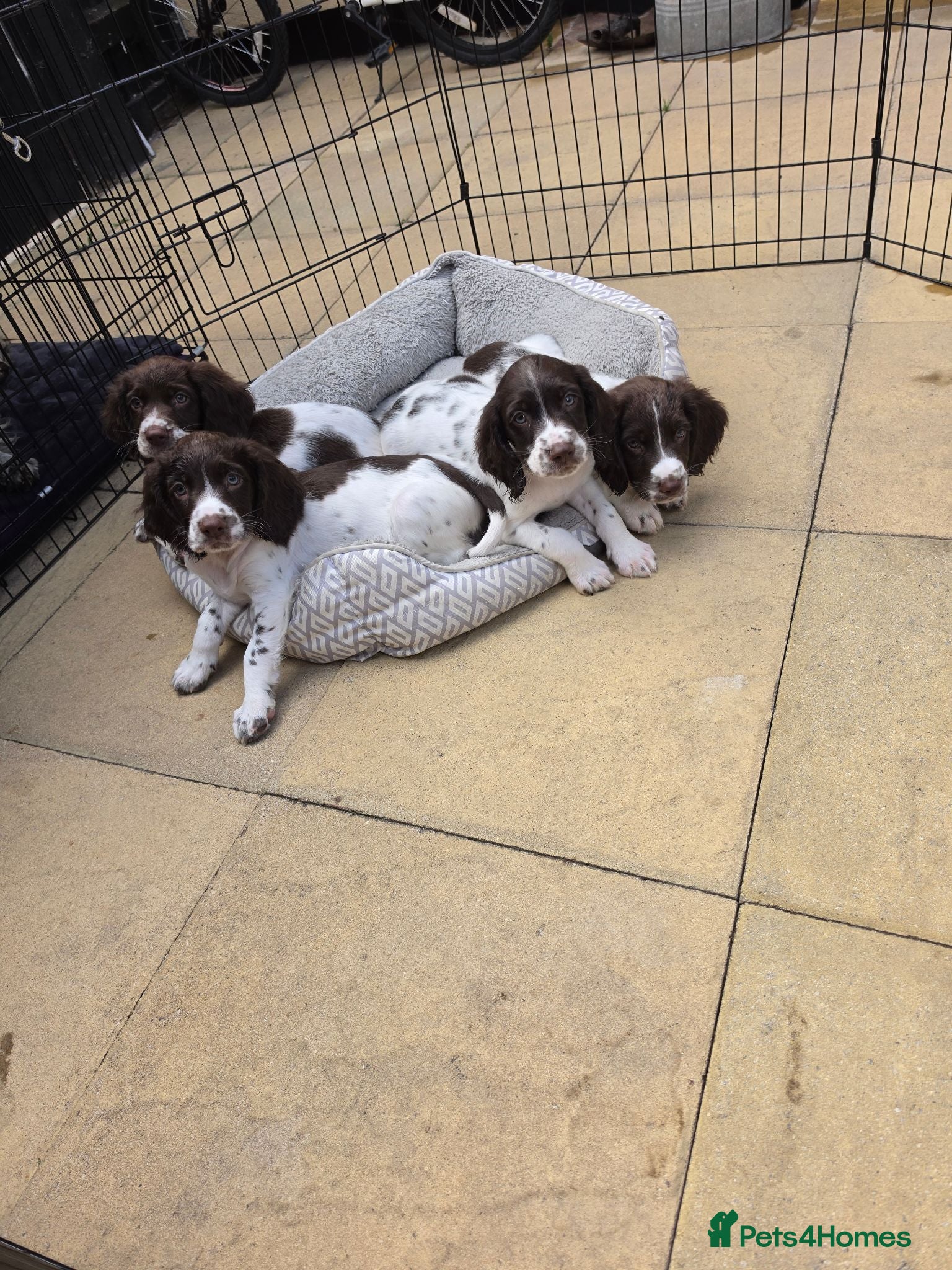 English Springer Spaniel dogs English Springer spaniel puppy's for sale  - Advert 16