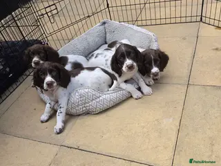 English Springer Spaniel dogs English Springer spaniel puppy's for sale - Advert 12