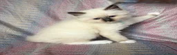 Ragdoll cats for sale: Ragdoll kittens looking for their forever home 💗 - Advert 12