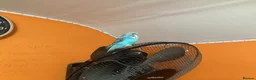 Budgerigars birds for sale: Hand-Tamed Budgerigar for sale in Oldham - Advert 11