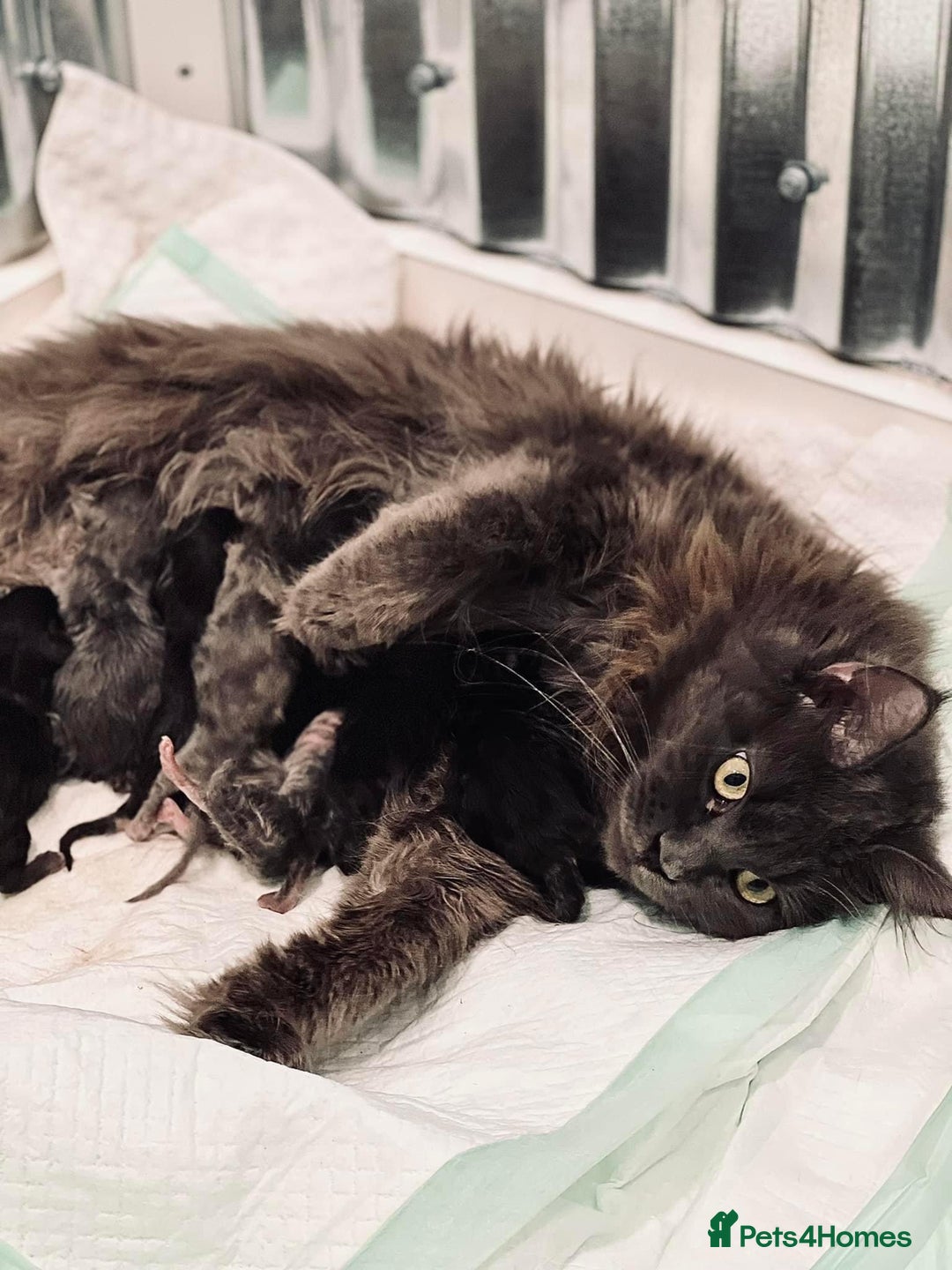 Maine Coon cats for sale: Beautiful main coons kitten for sale  - Image 6