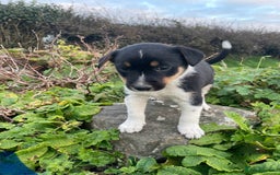 Mixed Breed dogs for sale: Border Jack Puppies (Border Collie X Jack Russel) - Image 9