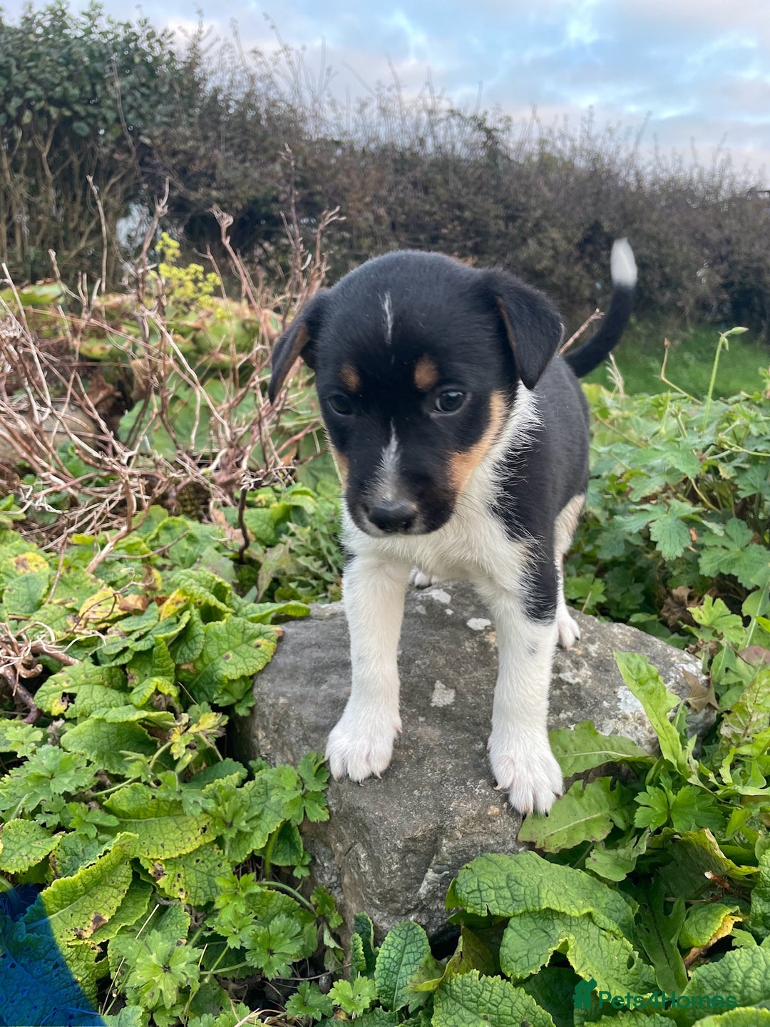 Mixed Breed dogs for sale: Border Jack Puppies (Border Collie X Jack Russel) - Image 9