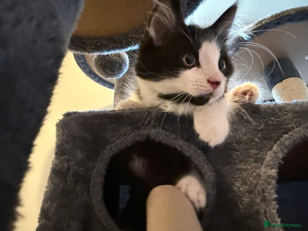 Domestic Shorthair cats for sale: Cute kittens for sale - Image 18