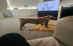 Mixed Breed dogs for sale: English Bull Dog (Lilac Merle) F1  - Image 3