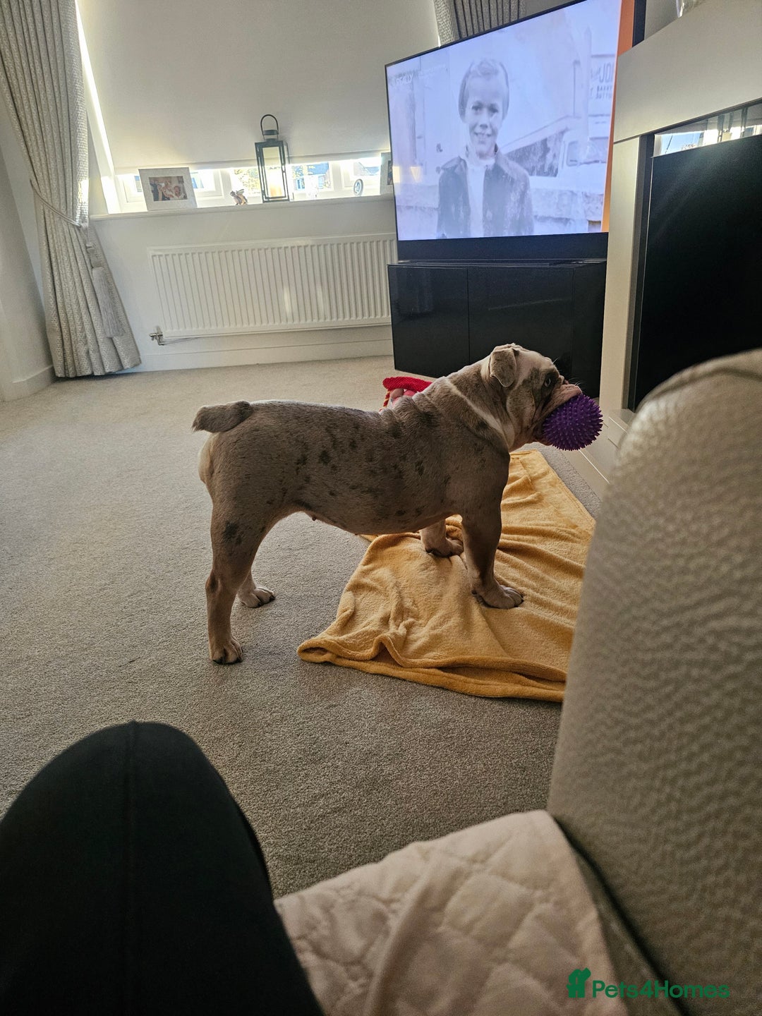 Mixed Breed dogs for sale: English Bull Dog (Lilac Merle) F1  - Image 3