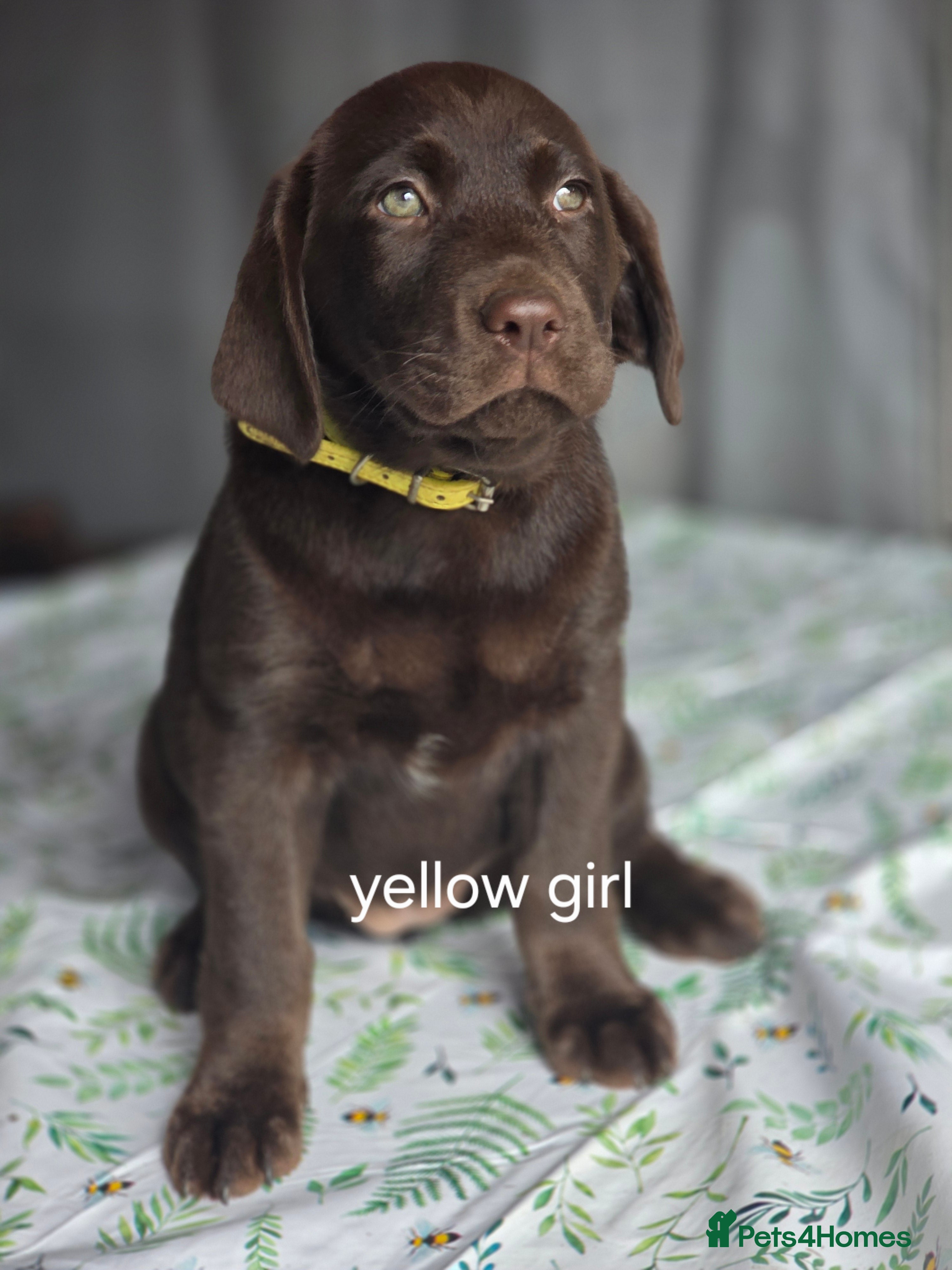 Labrador Retriever dogs For sale  - Advert 2