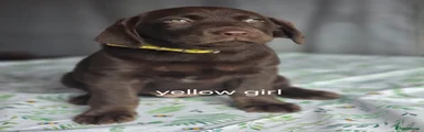 Labrador Retriever 8