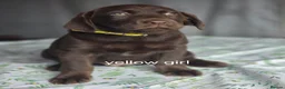 Labrador Retriever dogs for sale: For sale  - Advert 4