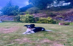 Border Collie dogs for sale: Gorgeous Farm bred sheepdog puppies - Image 8