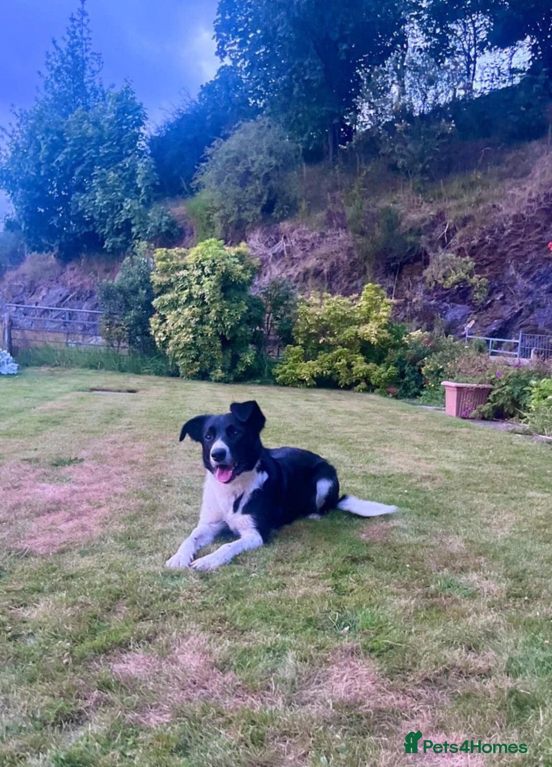 Border Collie dogs for sale: Gorgeous Farm bred sheepdog puppies - Image 8