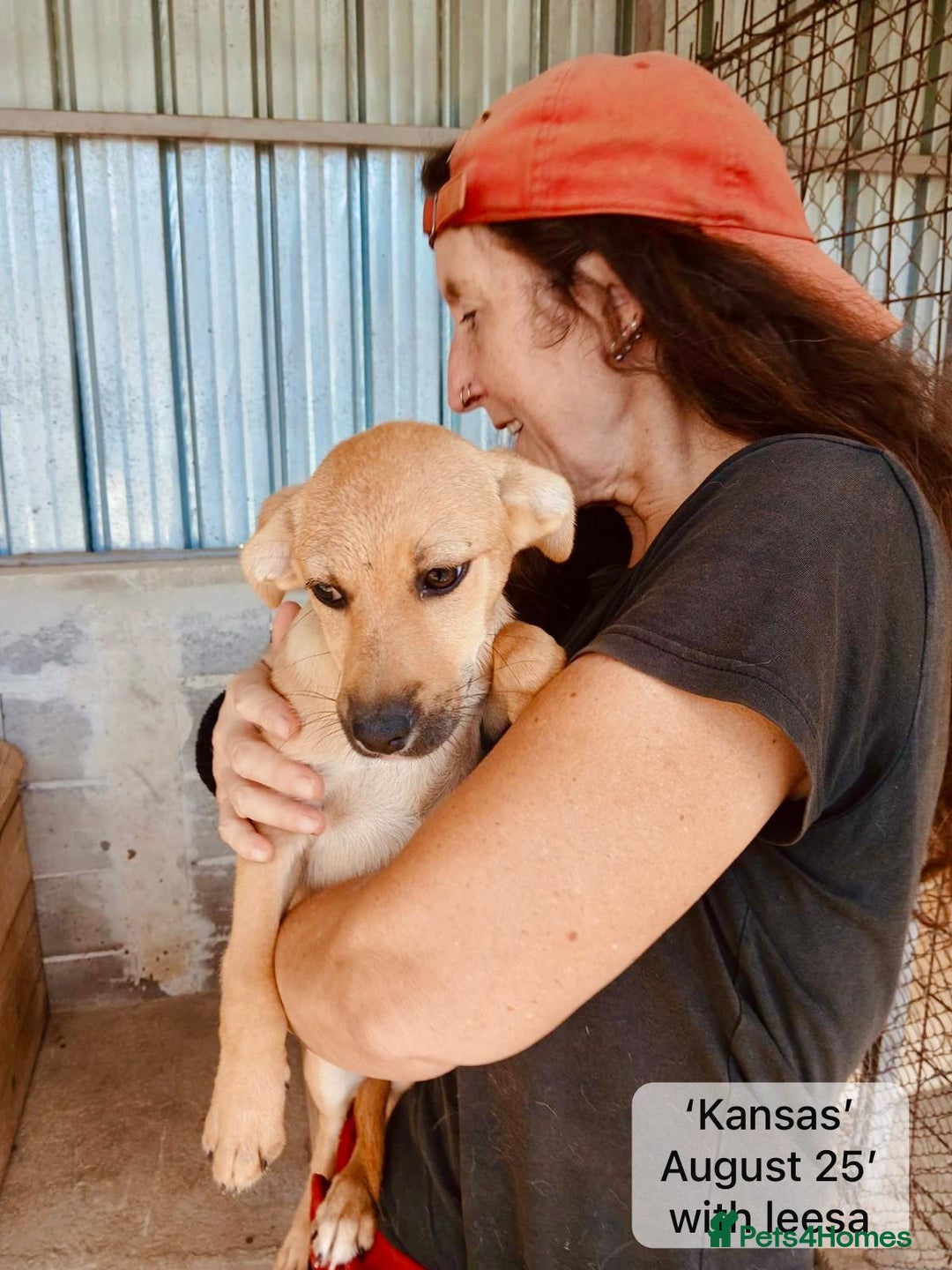 Mixed Breed dogs for adoption: Kansas, 6 mnths approx Available for adoption  - Image 7