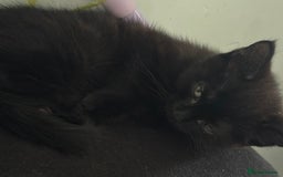 Mixed Breed cats for sale: 4 Kittens for sale (read the description) - Image 8