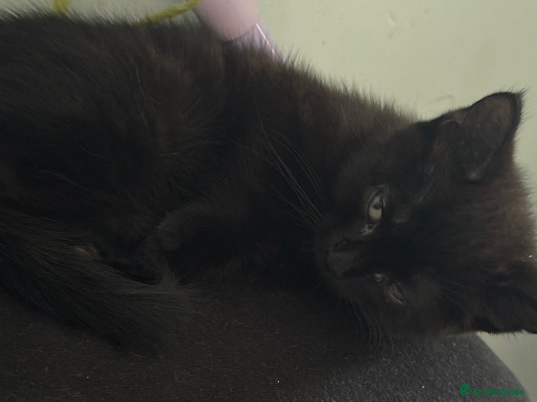 Mixed Breed cats for sale: 4 Kittens for sale (read the description) - Image 8