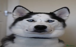 Siberian Husky dogs for stud: Proven Siberian Husky FOR STUD - Image 2