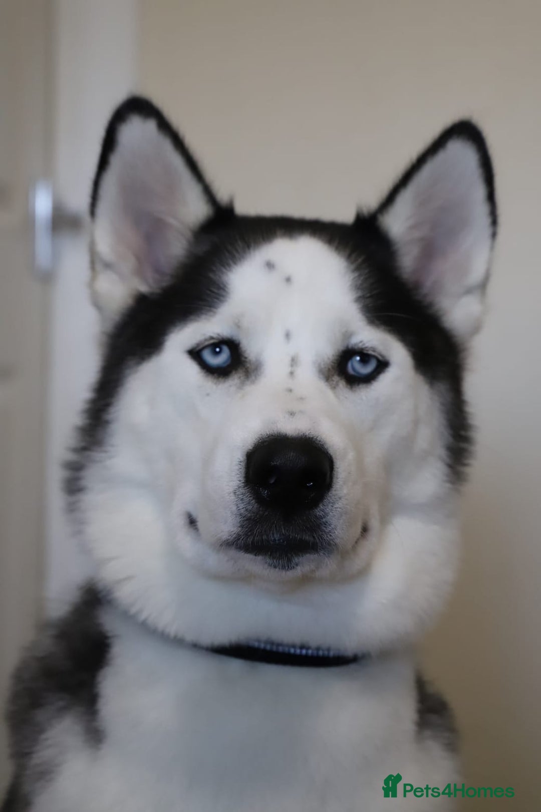 Siberian Husky dogs for stud: Proven Siberian Husky FOR STUD - Image 2