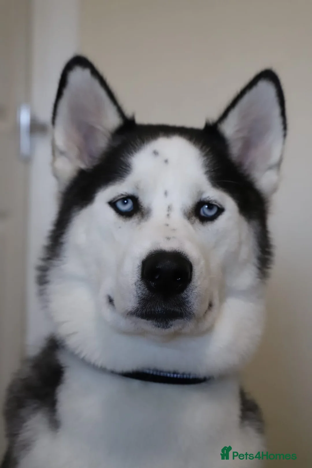 Siberian Husky dogs for stud: Proven Siberian Husky FOR STUD - Advert 3