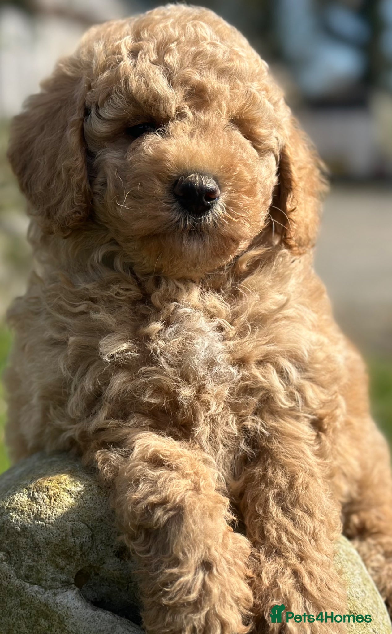 Goldendoodle dogs F1B MINI/MEDIUM GOLDENDOODLES FULL HEALTH CHECKED  - Advert 1