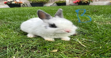 Netherland Dwarf rabbits - Advert 12