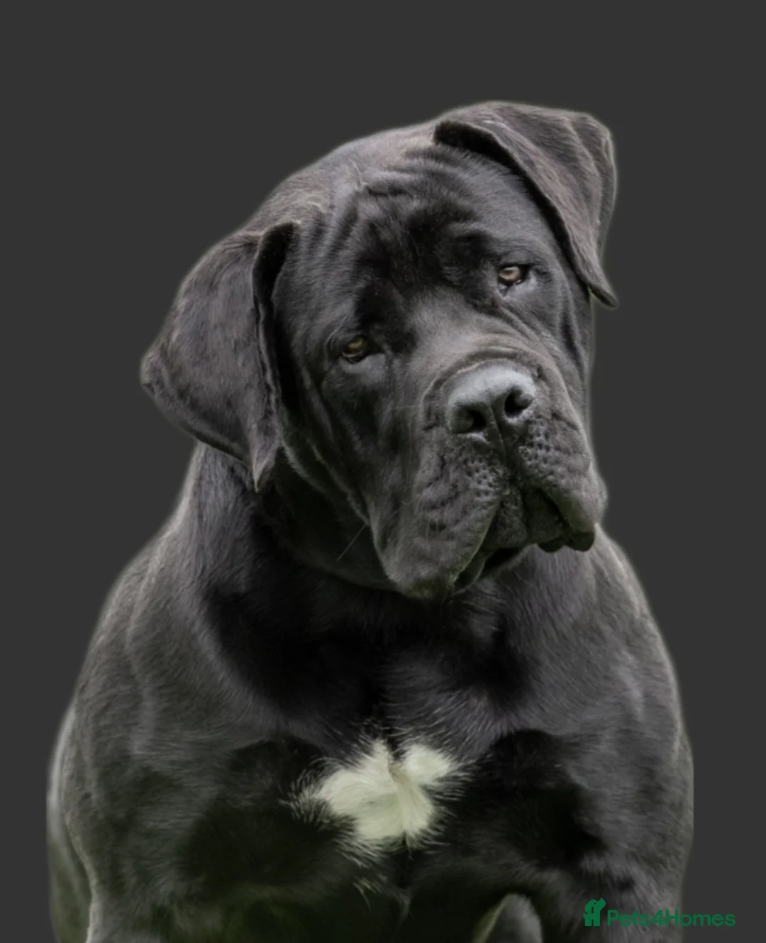 Mastiff dogs for stud: Black Boerboel for Stud in Batley - Advert 5