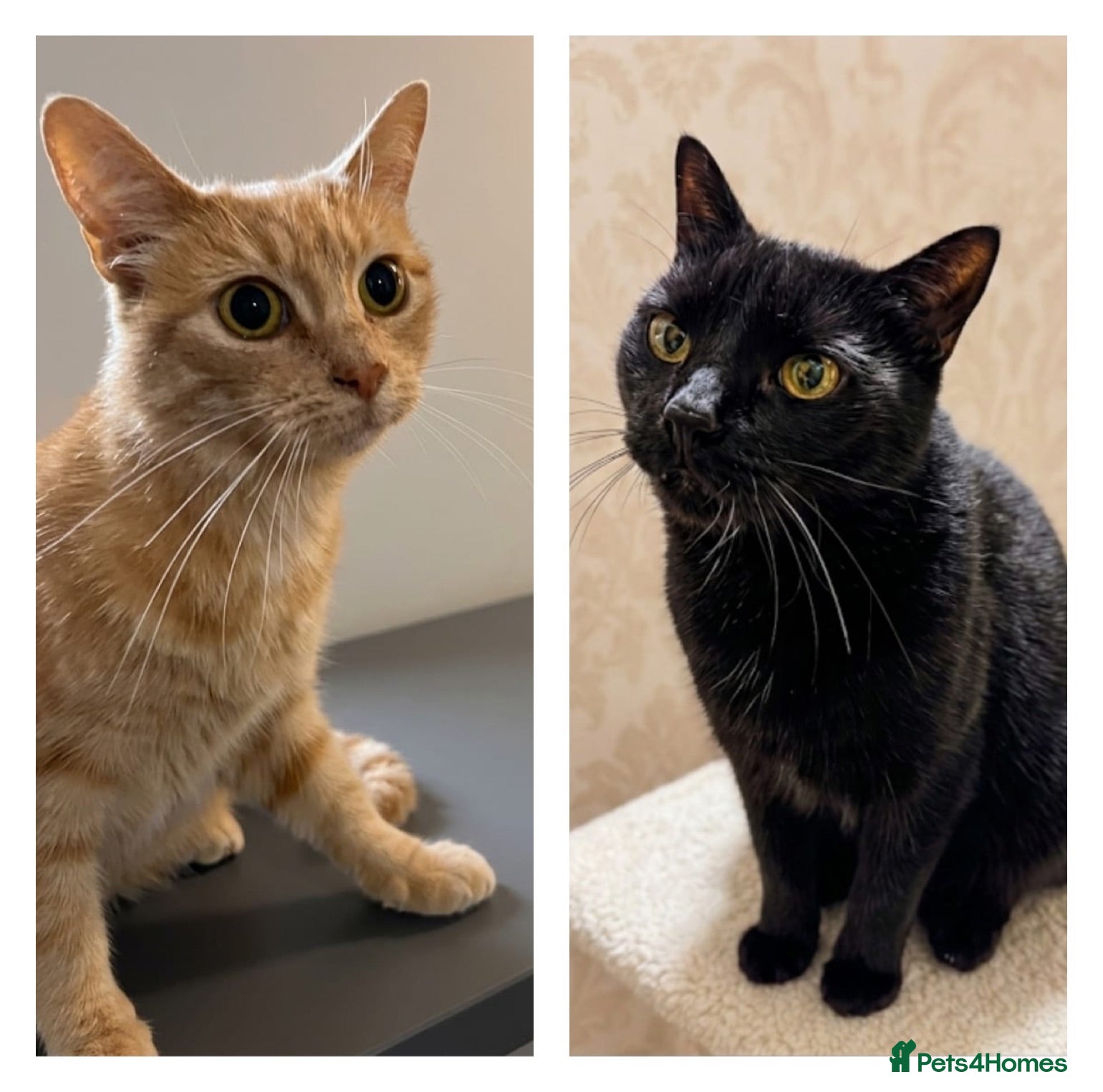 Mixed Breed cats Bonded Siblings 5 - loving & playful vaccs neut ch - Advert 1