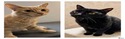 Mixed Breed cats for adoption: Bonded Siblings 5 - loving & playful vaccs neut ch - Advert 1