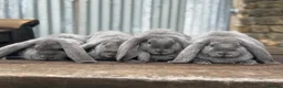 French Lop rabbits for sale: Stunning xl French lops  - Advert 29
