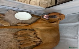 Labrador Retriever dogs for sale: Fox Red Labradors - Image 3