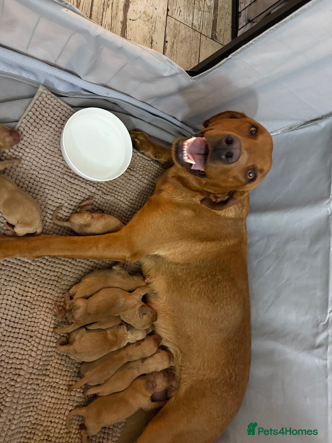 Labrador Retriever dogs for sale: Fox Red Labradors - Image 3