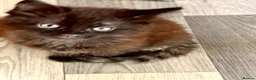 Maine Coon cats for sale: Maine Coon Cross Kittens - Advert 26