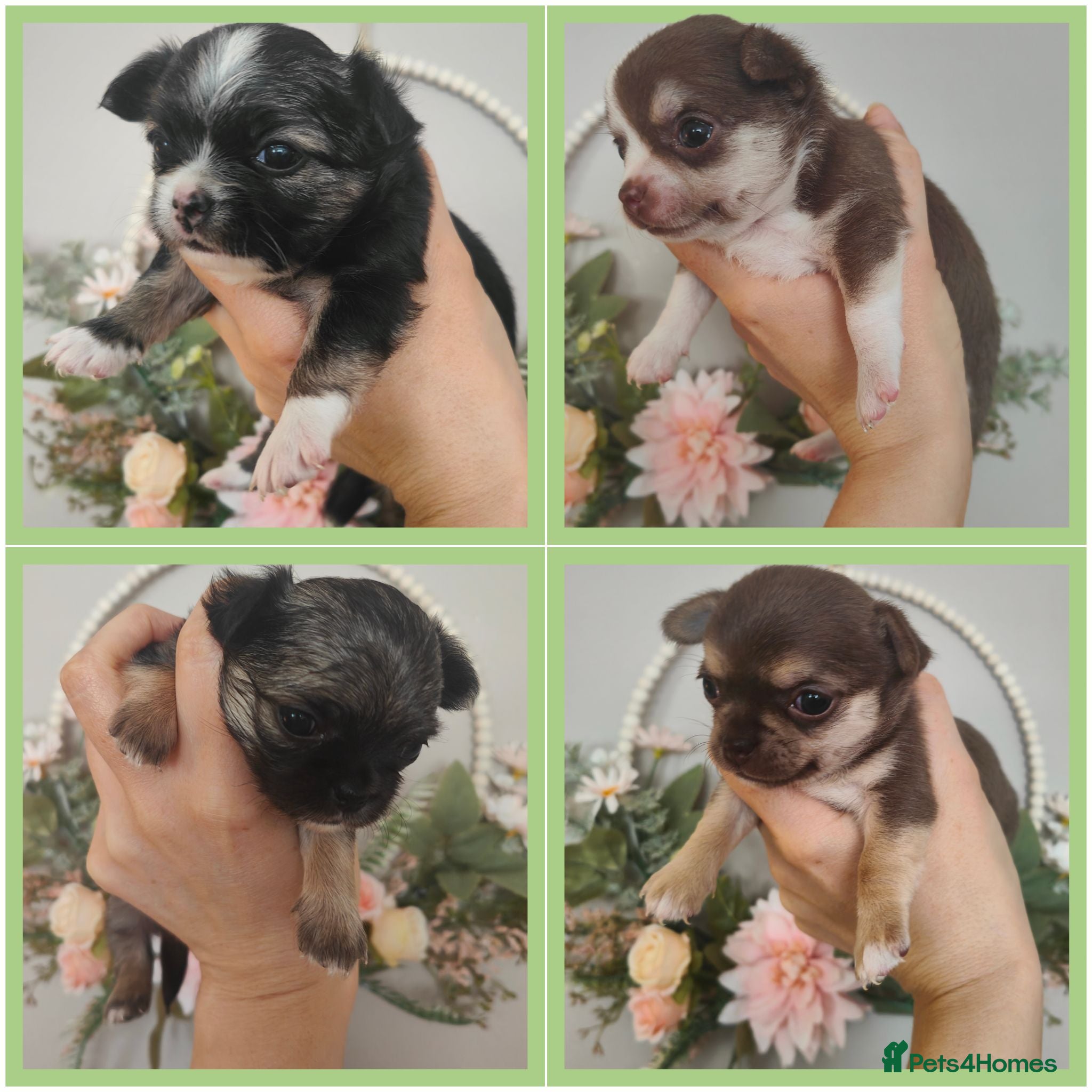 Chihuahua dogs 🌻Cute purebred chihuahua puppies🌻 - Advert 3
