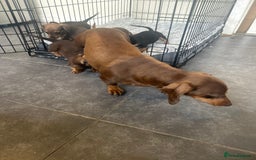 Miniature Dachshund dogs for sale: Miniature daschund puppies  - Image 16
