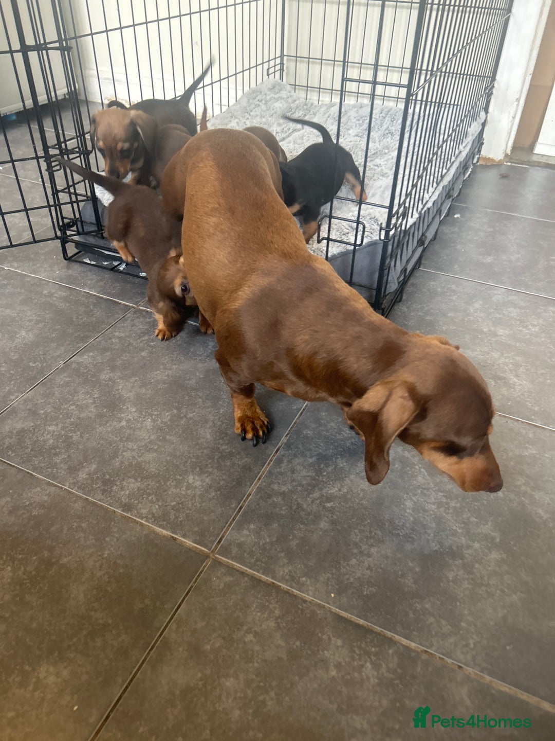 Miniature Dachshund dogs for sale: Miniature daschund puppies  - Image 16